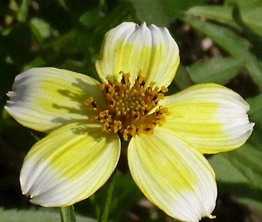 Bur Marigold Bidens Aureas – Bright Garden Flower Seeds