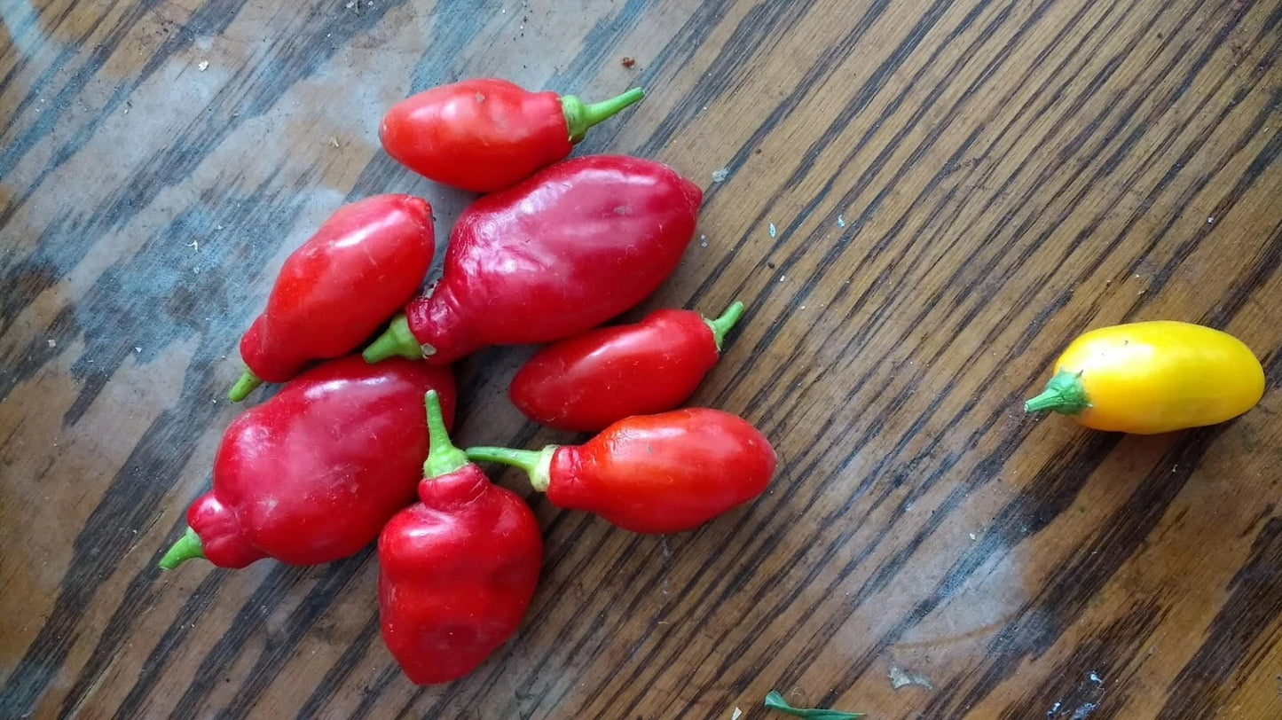 Red Teardrop Manzano – Garden Vegetable Seeds