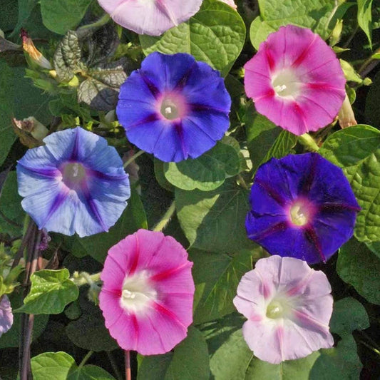 Tall Mixed Morning Glory – Climbing Wildflower Garden Seeds