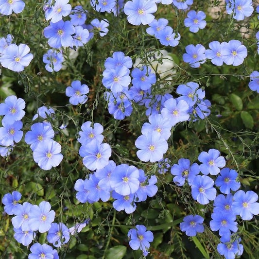 Blue Flax Linum Perenne Perennial Wildflower Garden Seeds