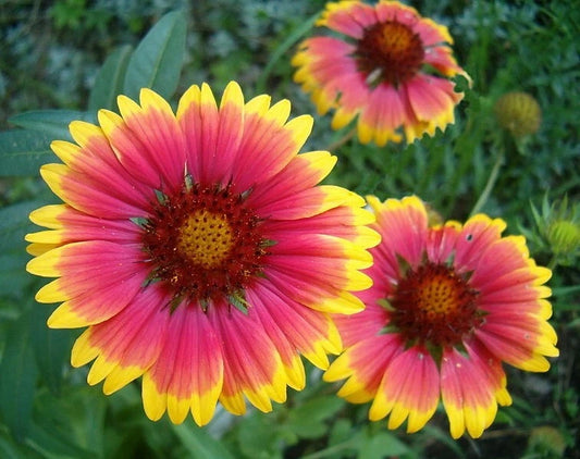 Gaillardia Aristata Blanketflower Perennial Wildflower Seeds