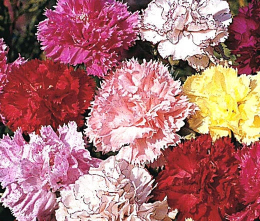 Carnation Dianthus Caryophyllus – Chabaud Picotee Mixed Color Seeds