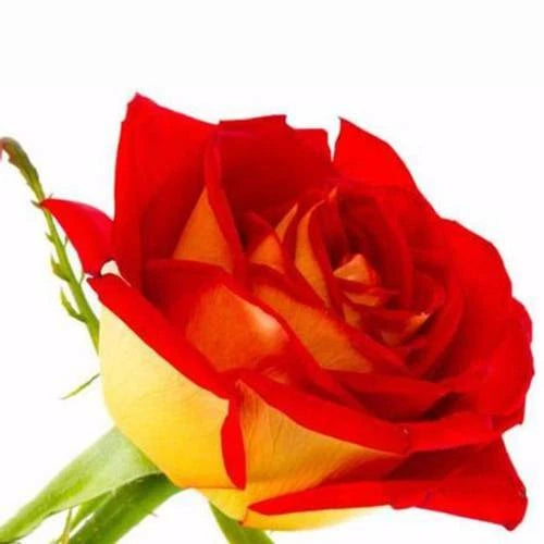 Yellow Red – Perennial Flower Seeds