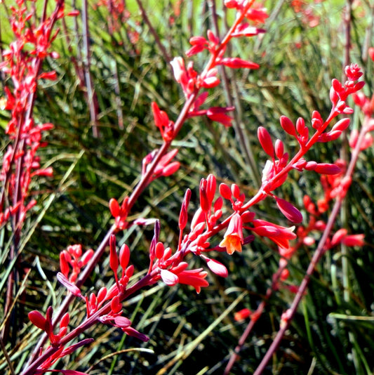 Texas Red Yucca Hesperaloe Parviflora – Perennial Flower Seeds