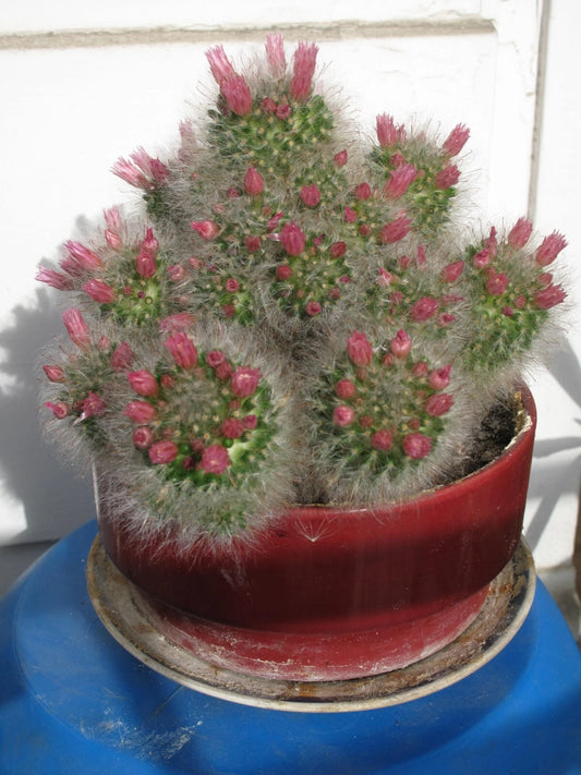 Powder Puff Pincushion Mammillaria Bocasana – Decorative Cactus Seeds