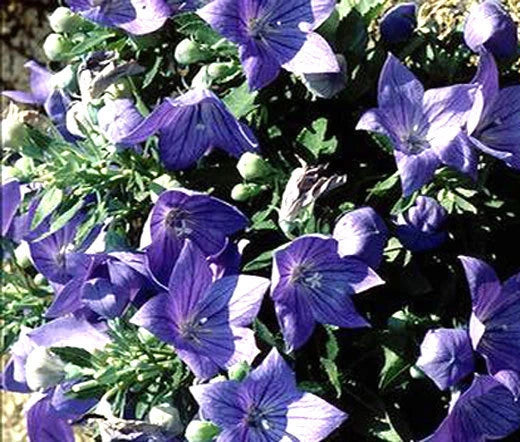 Balloon Flower Blue Platycodon Grandiflorus – Perennial Garden Flower Seeds