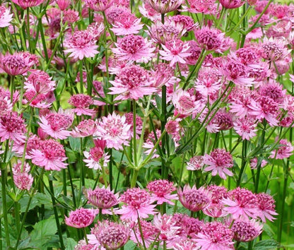 Astrantia Astrantia Major – Masterwort Purple Flower Seeds