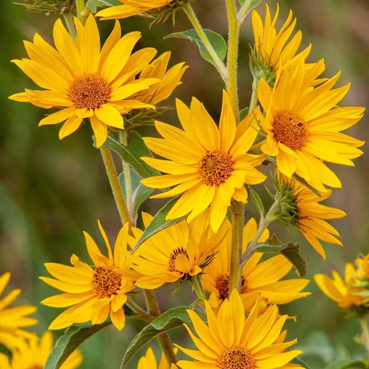 Maximilian's Sunflower Tall Wildflower Garden Seeds