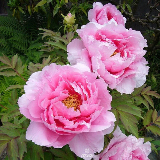 Tree Peony Mountain Paeonia Suffruticosa Arborea Color Mix Flower