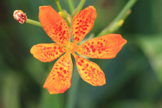 Blackberry Lily Belamcanda Chinensis – Fruit Seeds Hardy – Product Image