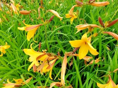 Thunberg’s Daylily Hemerocallis Thunbergii Tall Perennial Flower Seeds