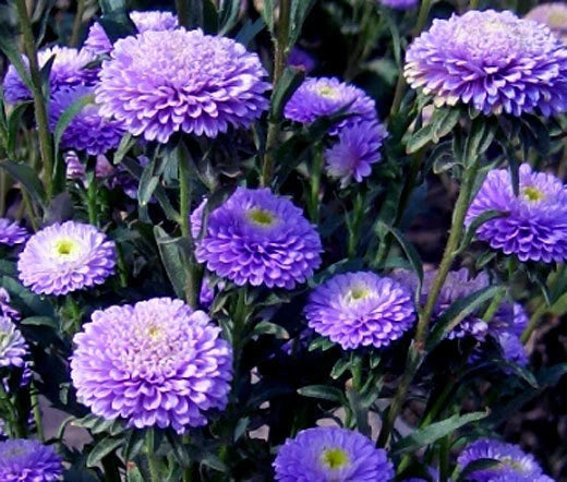 Aster Pompon Blue Callistephus Chinensis – Colorful Garden Flower Seeds