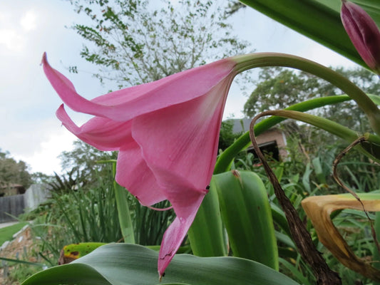 Crinum Lily Pink Floyd Large Blooming-Size Bulb New Amazing
