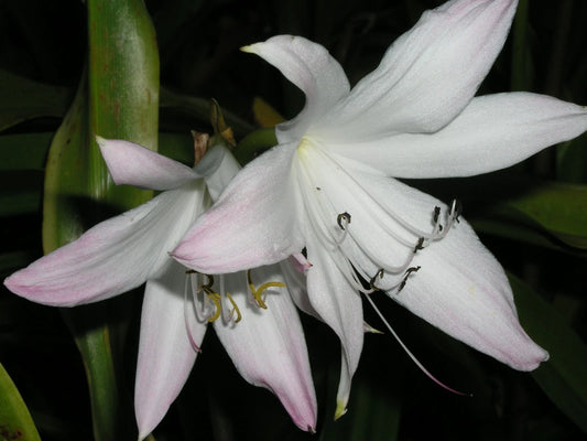 Crinum Lily Elusive – Garden Flower Seeds
