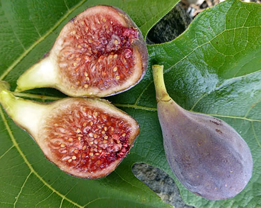 Fig Tree Ficus Carica Sweet Fruit Garden Seeds