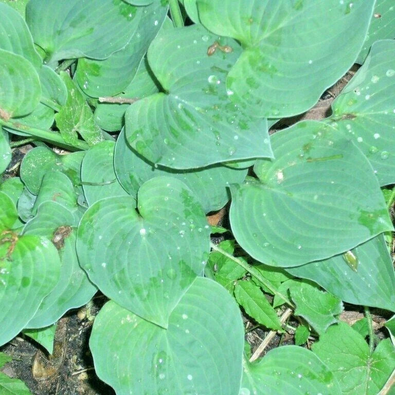 Tardiana Halcyon Hosta Dwarf Shade Tolerant Garden Flower Seeds