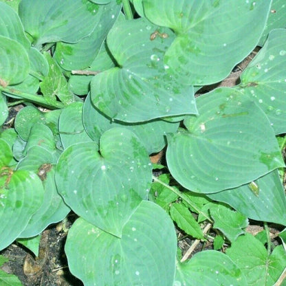 Tardiana Halcyon Hosta Dwarf Shade Tolerant Garden Flower Seeds