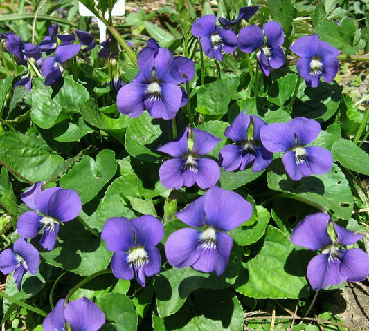 White Blue Violet Viola Sororia – Native Wildflower Seeds