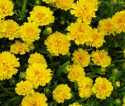 Coreopsis Early Sunrise Perennial Coreopsis Grandiflora – Hardy Garden Flower Seeds
