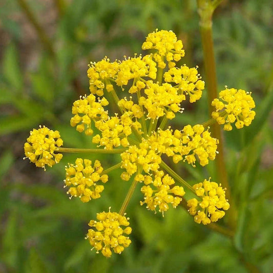 Golden Alexanders Zizia – Hardy Wildflower Garden Seeds