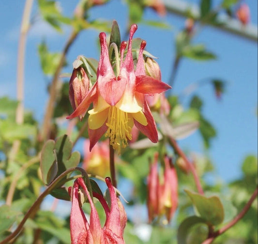 Red Canadian Columbine Aquilegia Perennial Flower Seeds