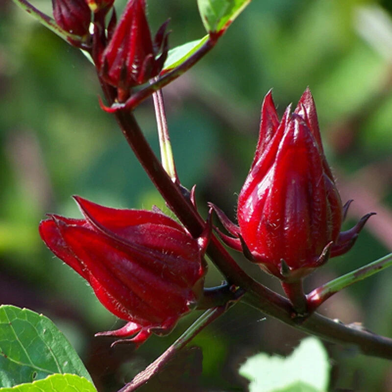 Rosella – Edible Vegetable Flower Seeds