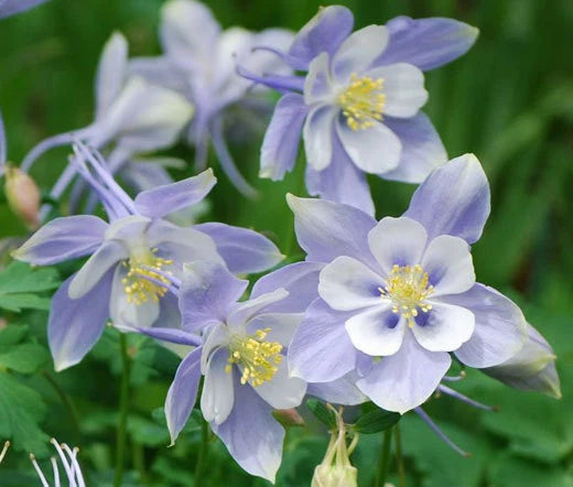 Columbine Blue Dream Aquilegia Caerulea – Hardy Garden Flower Seeds