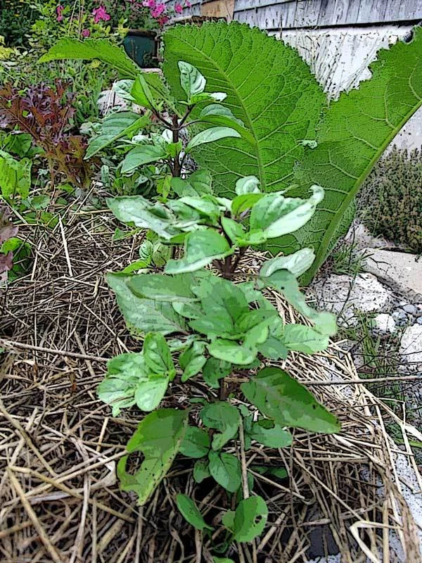 Thai Basil Seeds – Garden Herb Seeds for Planting