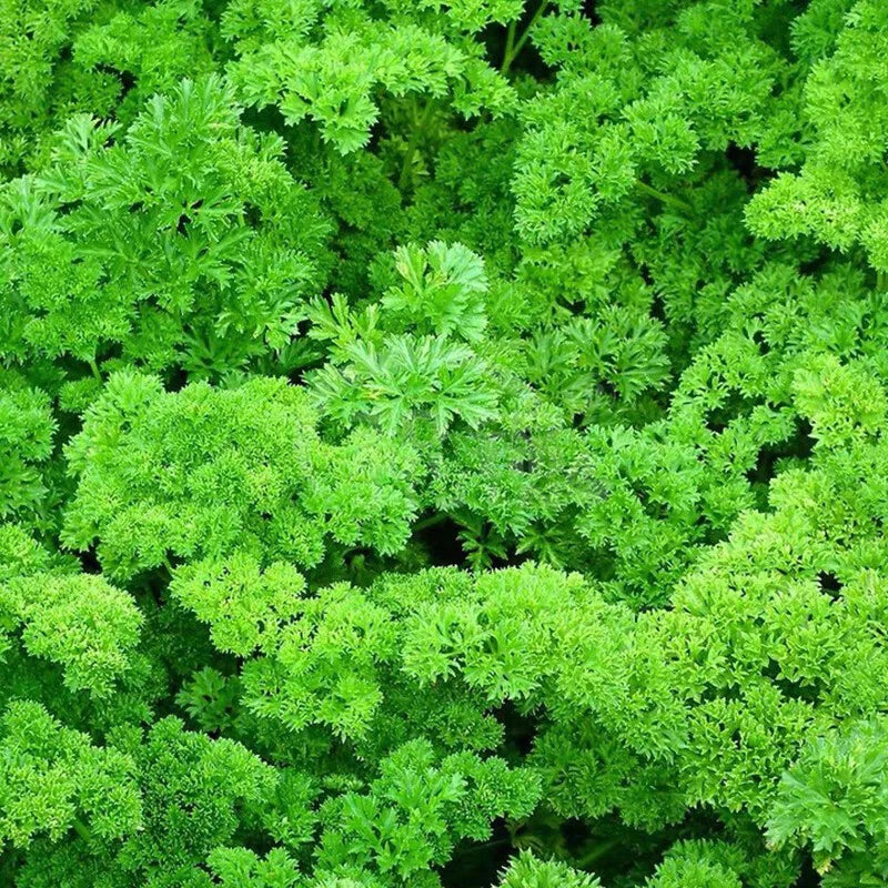 Triple Curled Parsley Petroselinum Hortensis – Herb Vegetable Seeds
