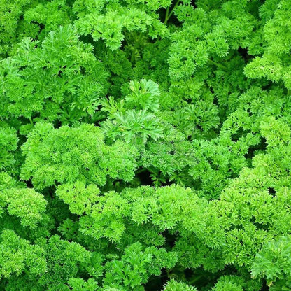 Triple Curled Parsley Petroselinum Hortensis – Herb Vegetable Seeds