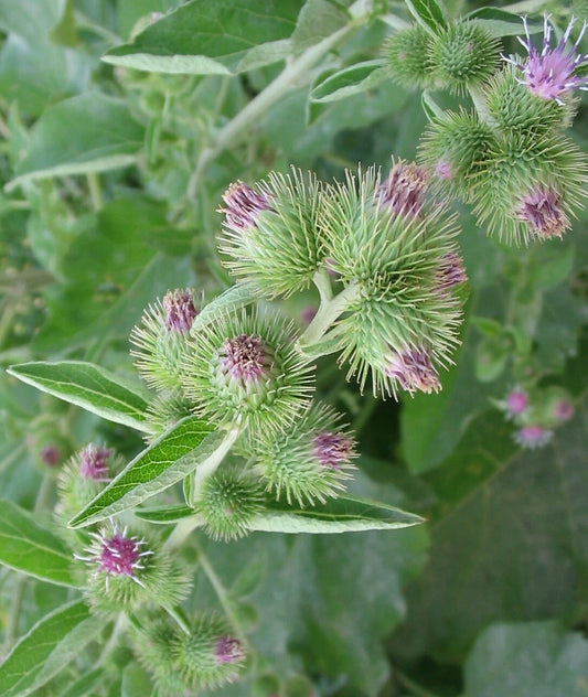 Lesser Burdock Arctium Minus Wildflower Herb Garden Seeds