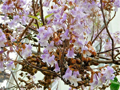 Fortune's Empress Tree Paulownia Fortunei Hardy Ornamental Tree Seeds