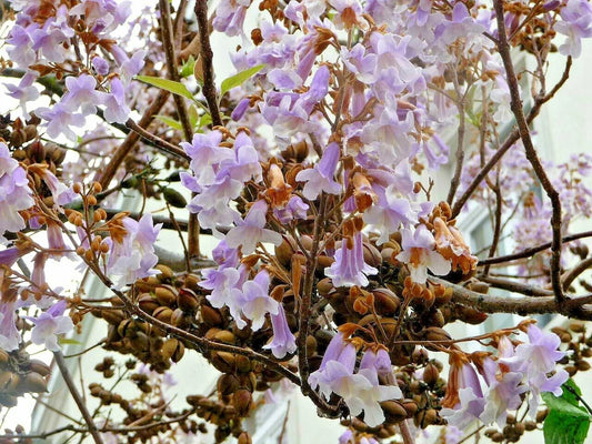 Fortune's Empress Tree Paulownia Fortunei Hardy Ornamental Tree Seeds