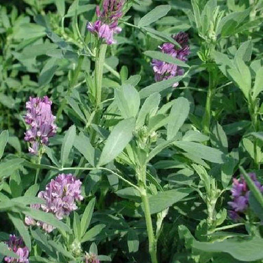 Alfalfa Medicago Sativa Flower Plant Seeds - Flower Seeds