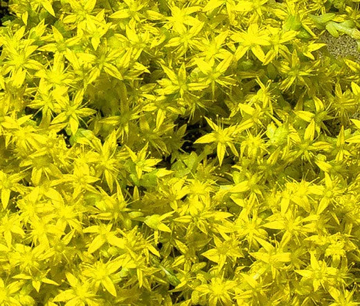Sedum Czars Gold Stonecrop Sedum Hybridum – Hardy Garden Flower Seeds