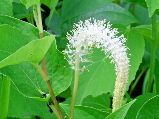 Lizard’s Tail Saururus Cernuus Aquatic Flower Seeds