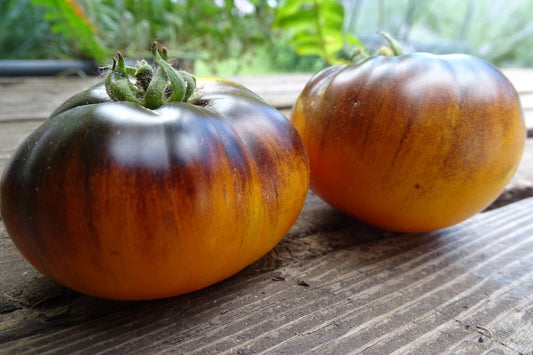 Gondwana Moon Tomato – Heirloom Vegetable Garden Seeds