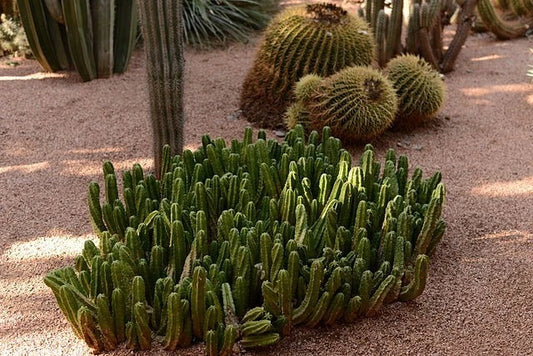 Echinocereus Viereckii Hardy Cactus Garden Seeds