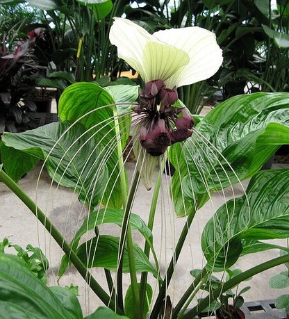 White Bat Flower Tacca Nivea Unique Garden Flower Seeds