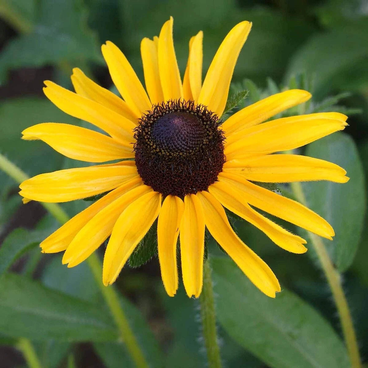 Black Eyed Susan Rudbeckia – Colorful Perennial Wildflower Seeds