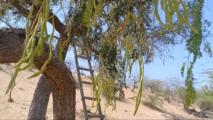Prosopis Cineraria – Khejri Evergreen Tree Seeds