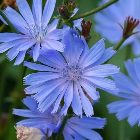 Chicory Wildflower Seeds For Planting Beautiful Blue Wildflowers Image