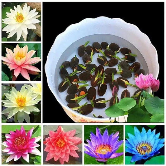 Lotus Mix Aquatic Perennial Water Garden Flower Seeds