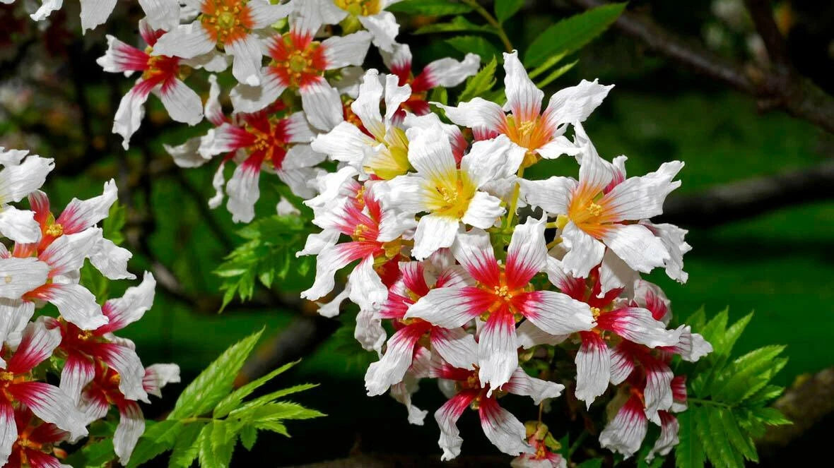 Xanthoceras Sorbifolium Hardy Yellowhorn Shrub Tree Seeds