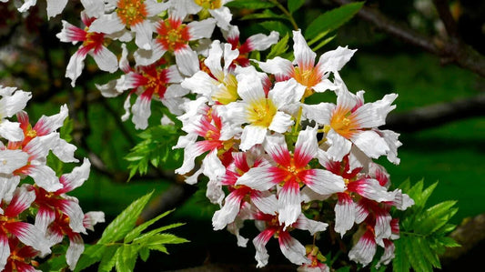 Xanthoceras Sorbifolium Hardy Yellowhorn Shrub Tree Seeds