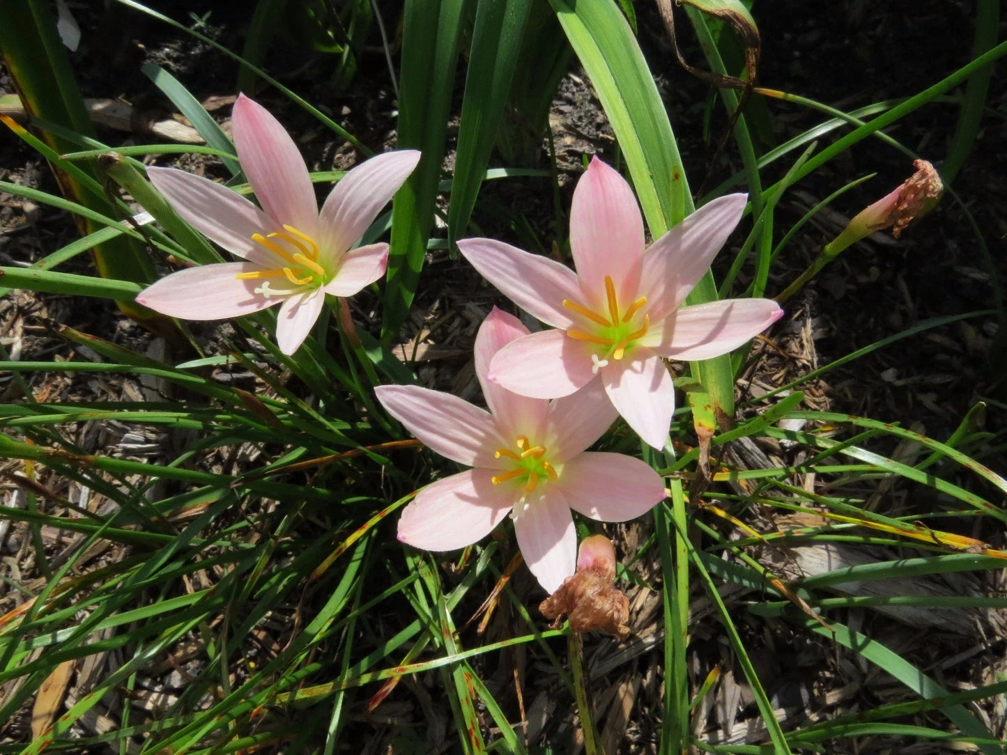 Zephyranthes Tubispatha Rain Lily Flowering Bulb