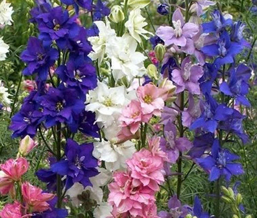 Rocket Larkspur Mixed Colors Delphinium Consolida Ajacis – Colorful Garden Flower Seeds