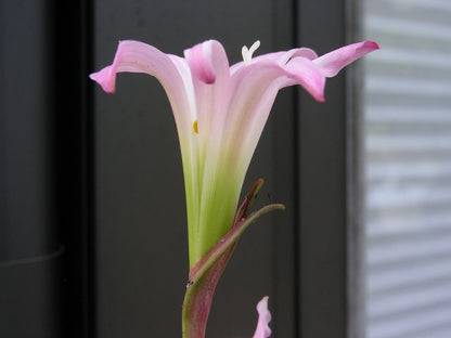 Zephyranthes Tubispatha – Rain Lily Flowering Bulb