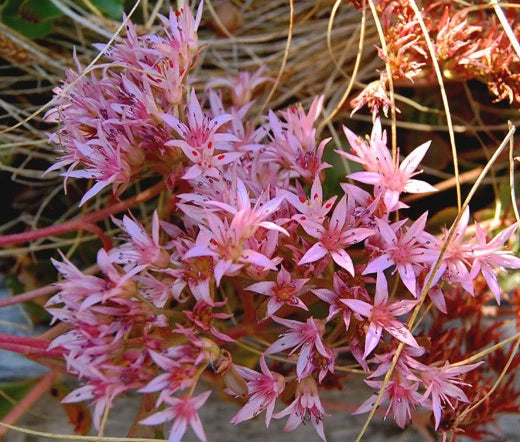 Sedum Purple Carpet Stonecrop Sedum Spurium Coccineum – Hardy Garden Flower Seeds
