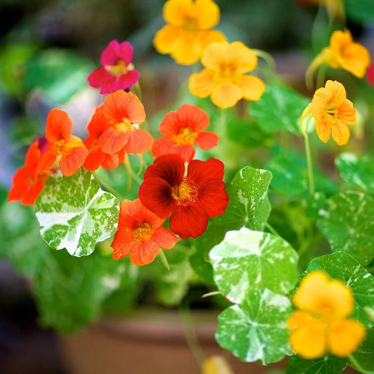 Alaska Mixed Nasturtium Colorful Wildflower Garden Seeds